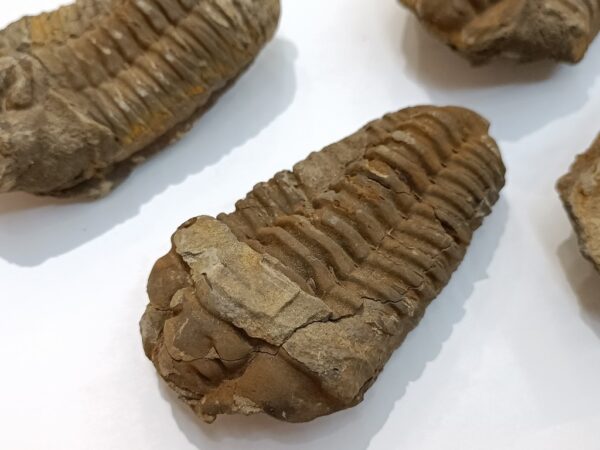 Trilobit fosil iz Maroka