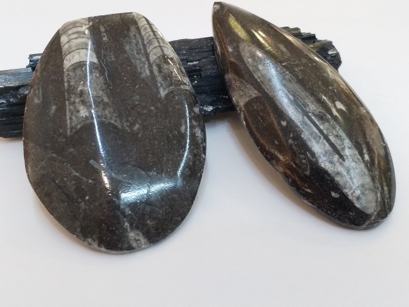 Orthoceras fossil u različitim veličinama